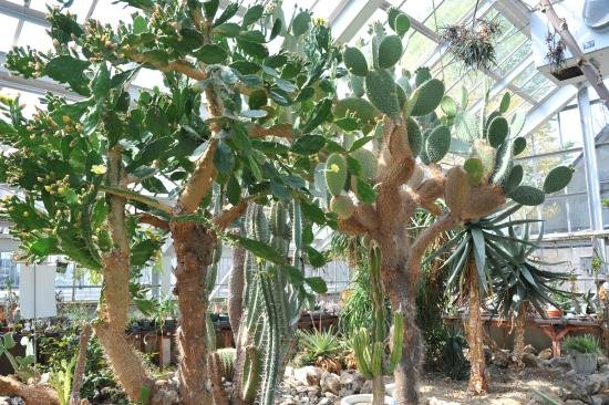 🌿 홋카이도대학 식물원(홋카이도 다이가쿠 쇼쿠부츠엔) 이미지 6